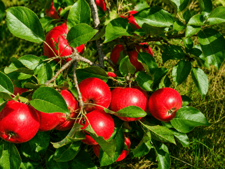 apples from Wight's apple orchard in Bucksport Maine