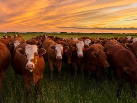 Livestock is a big investment and not caring for your animals is like throwing money out the window.