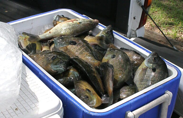 A great fishing haul can leave an ice chest very smelly