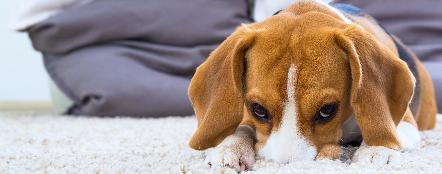 Cleaning Smelly Carpets with Chlorine Dioxide by Envirotab