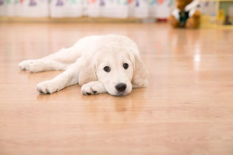 a dog sitting sadly on hardwood floor.