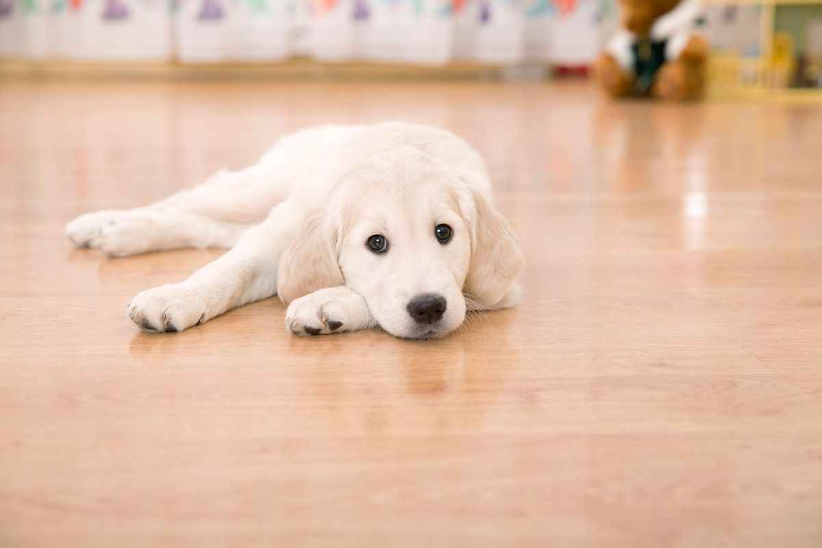 How To Remove Urine Odor From Hardwood Floors? Chlorine Dioxide at