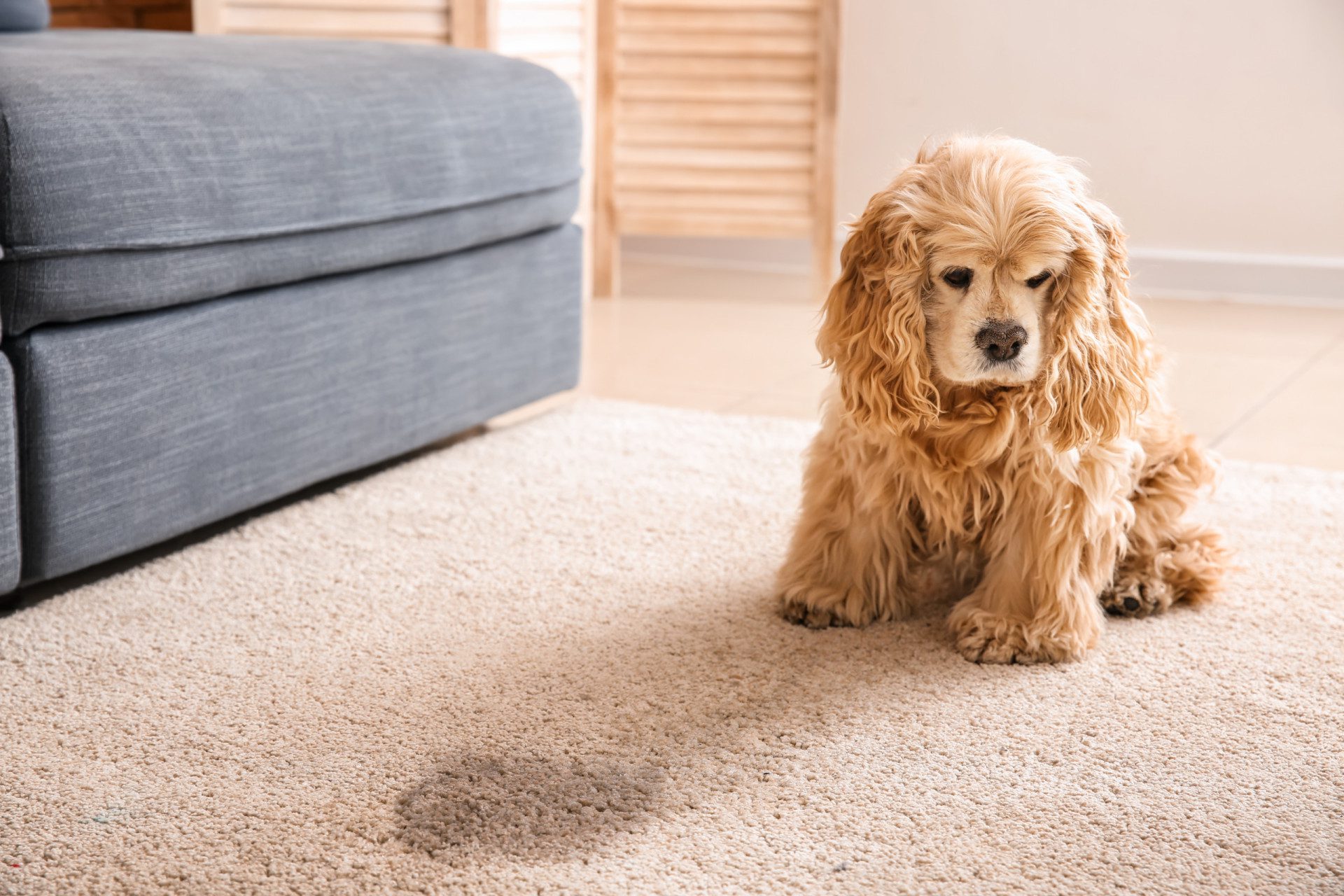 pet urine stain on carpet and a little puppy sitting sad beside this stain.