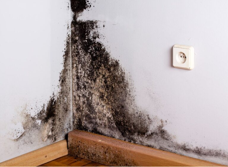 mold in the corner of the wall.