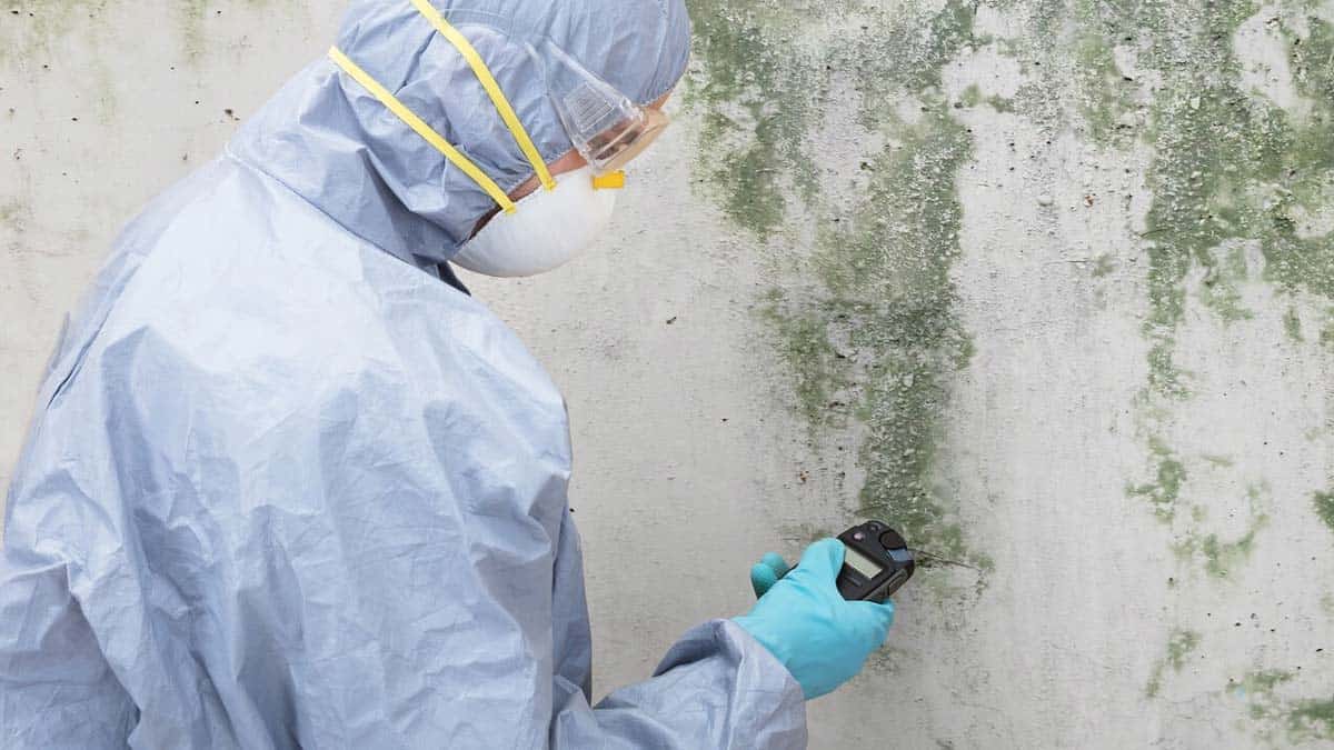 a mold inspector inspecting mold on the wall