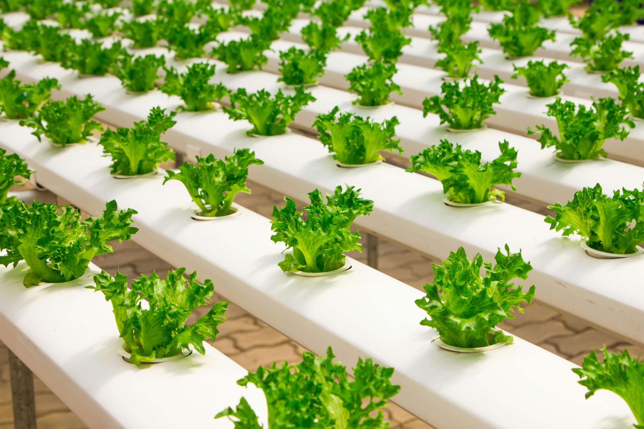 The world of agriculture is evolving, and at the heart of this quiet revolution is a golden rule: healthy soil and clean water equal healthy crops.