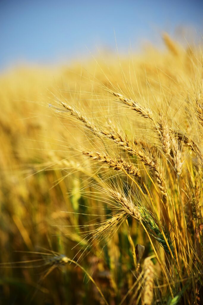 wheat rot