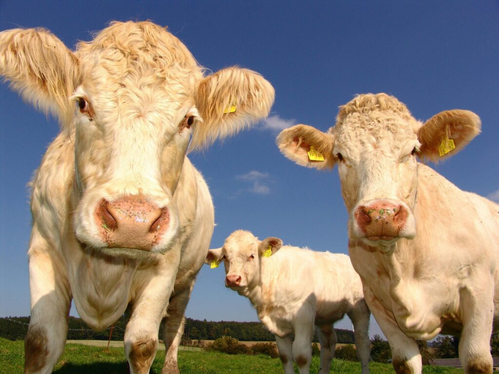 Livestock