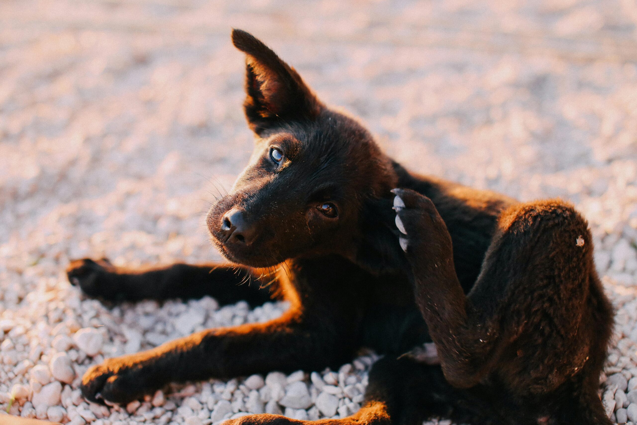 What Is The Best Natural Remedy for Skunk Spray, Pet Odors, and Hot Spots?