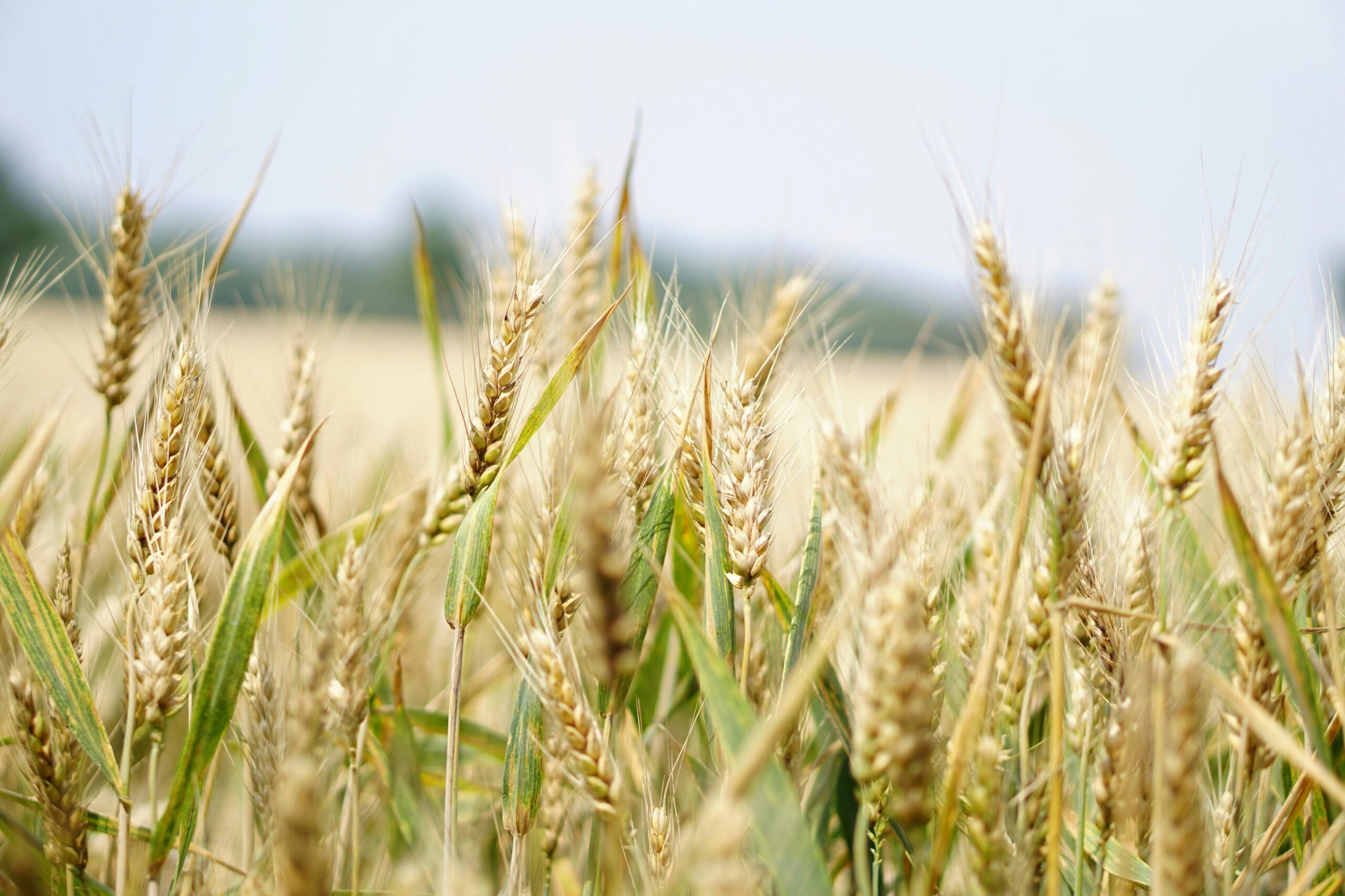 How Can I use Chlorine Dioxide on My Farm?