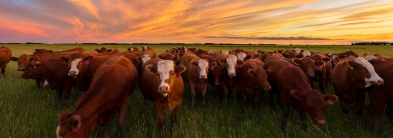 Livestock is a big investment and not caring for your animals is like throwing money out the window.