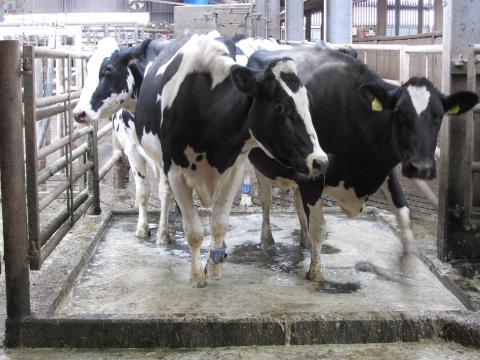 Hoof baths in CLO2 prevent infections, clean out the manure from cracks and crevasses and help to maintain healthy hoof formation and structure.