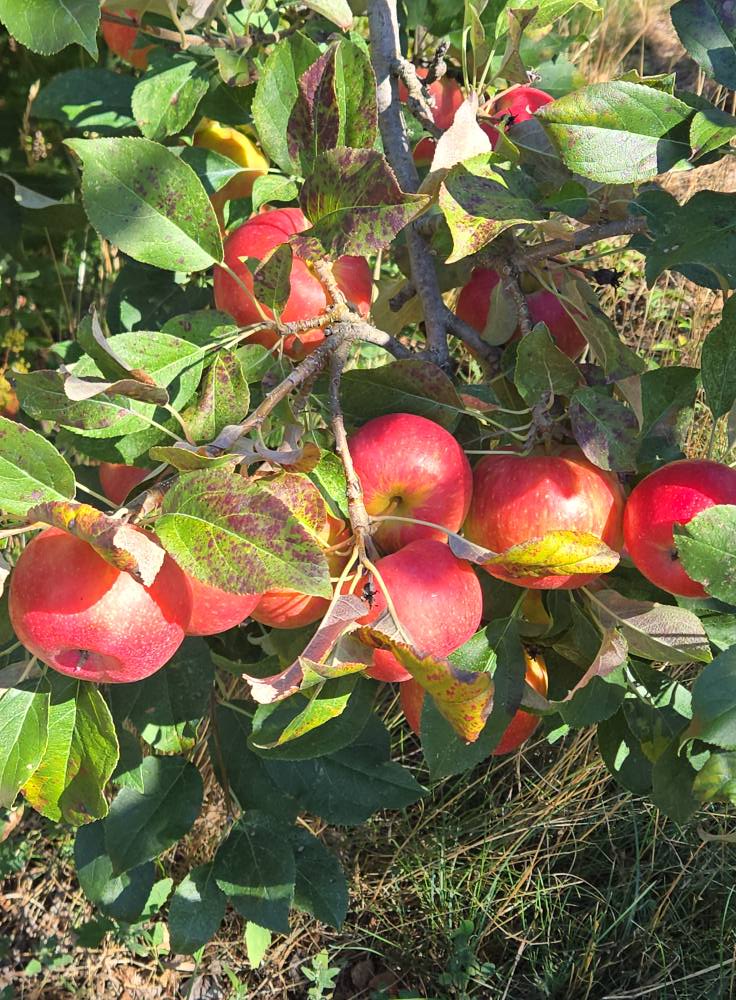 Fresh apples right off the tree are the best tasting but don't forget all produce should be washed first.
