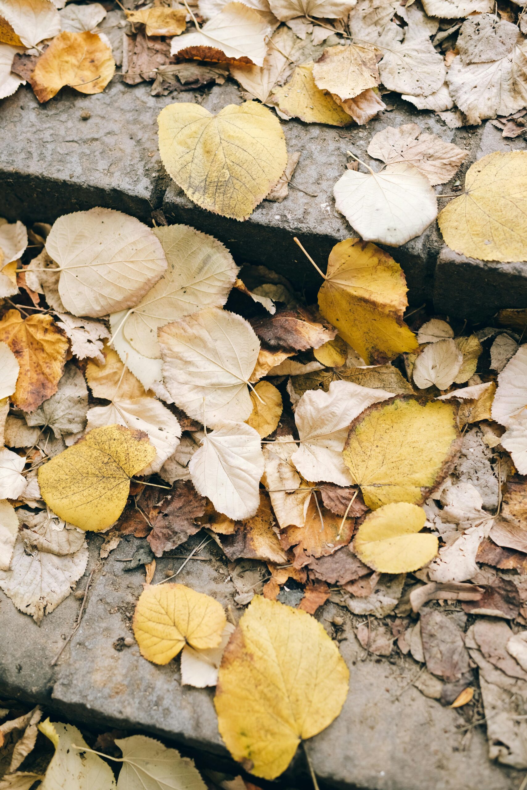 Fall always is greeted with awe and splendor as we admire the colors, but with it comes mold.