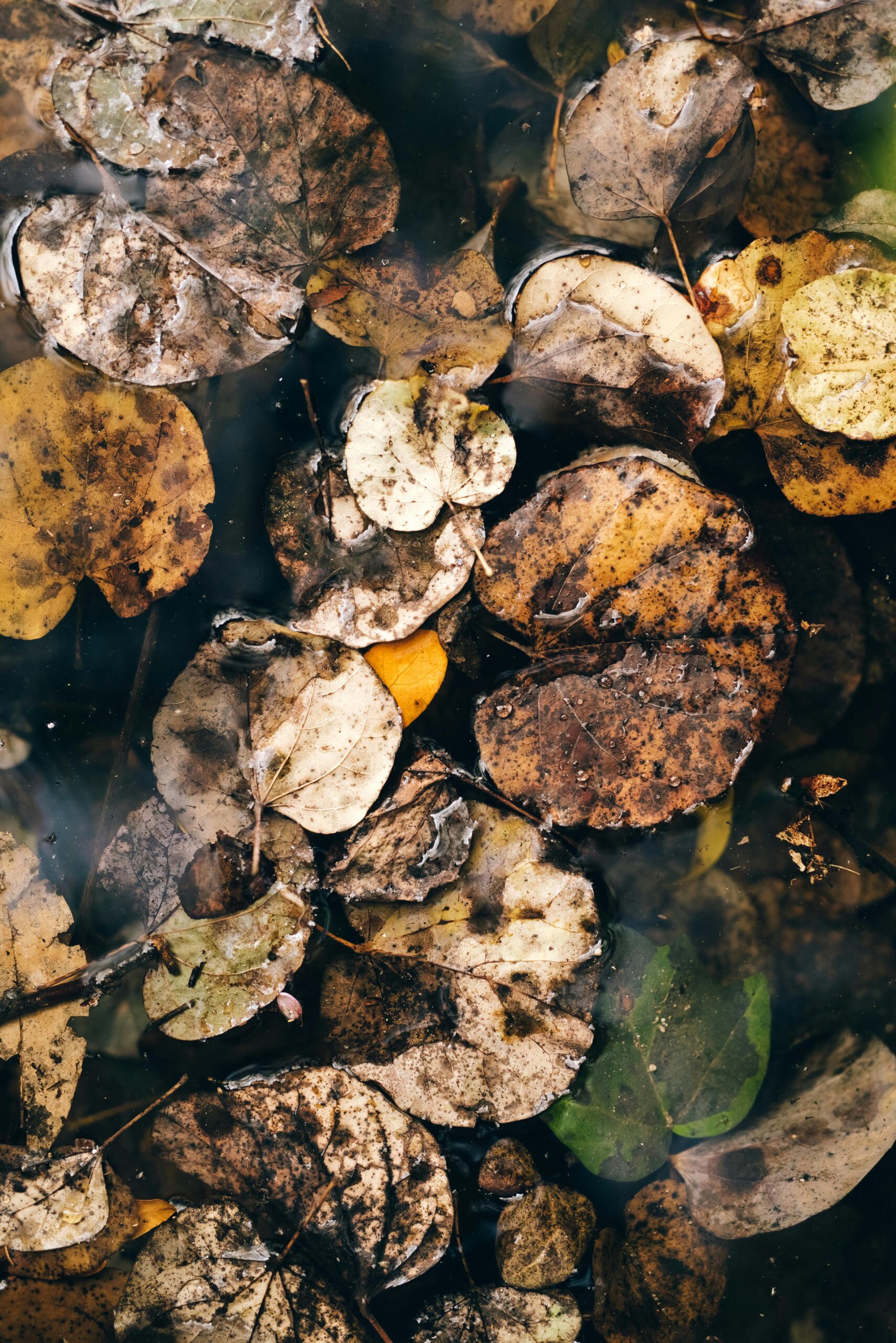 Mold in the fall is the most over looked idea. With the fall rains and decaying leaves mold can really mess with your allergies.