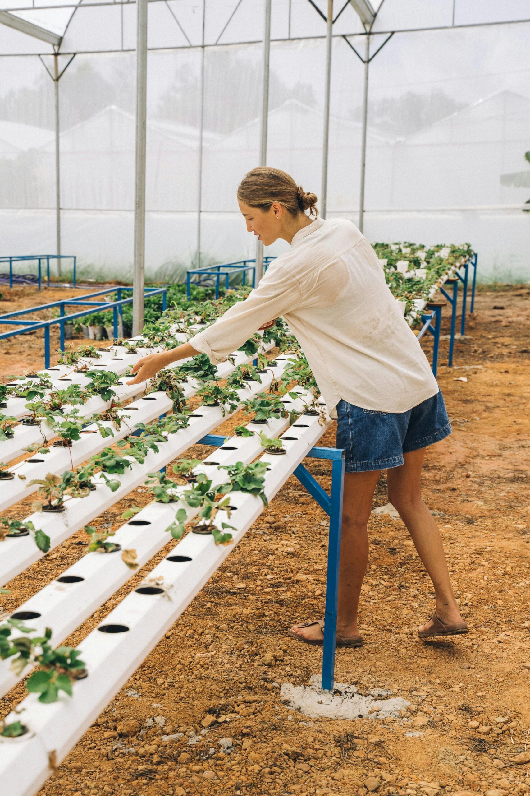 Traditional agricultural disinfectants often rely on harsh chemicals that damage soil health and pollute waterways. ClO₂ breaks that pattern — it’s biodegradable, eco-friendly, and sustainable.