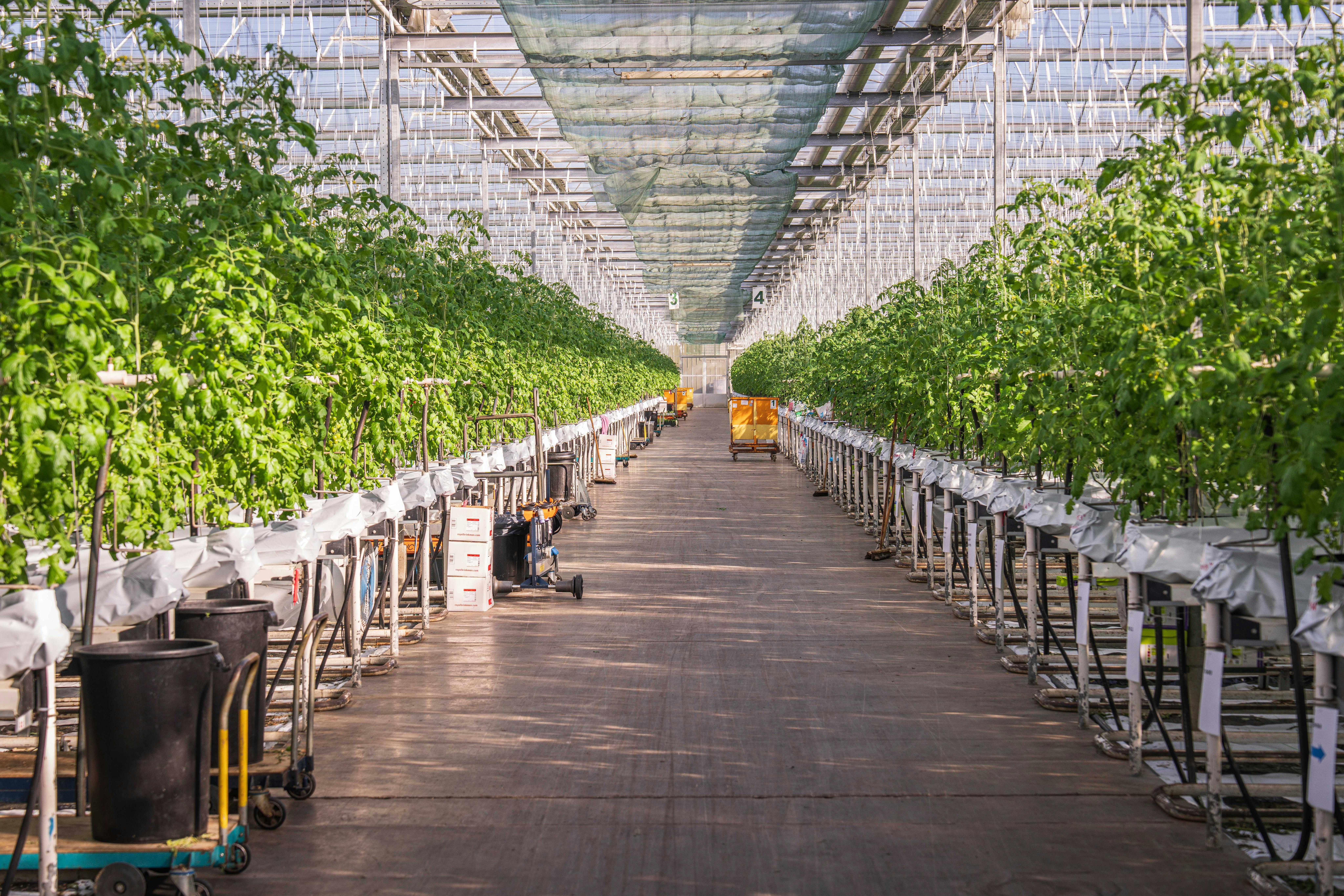 Hydroponic systems require careful maintenance — tanks, tubing, and reservoirs are all susceptible to microbial growth.