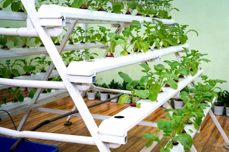 Hydroponics has transformed modern agriculture. By growing plants in nutrient-rich water rather than soil, growers achieve faster growth, higher yields, and precise control over plant nutrition.