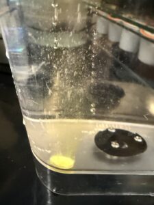 Let it fully dissolve. You will know it's activated because of the tiny bubbles it will make when it starts dissolving