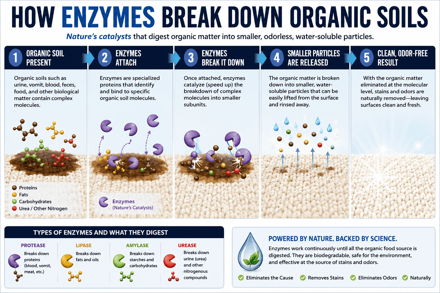 How Enzymes Work