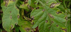 bacterial infection on a garden plant