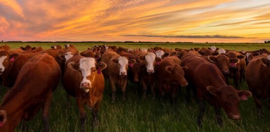 Livestock is a big investment and not caring for your animals is like throwing money out the window.