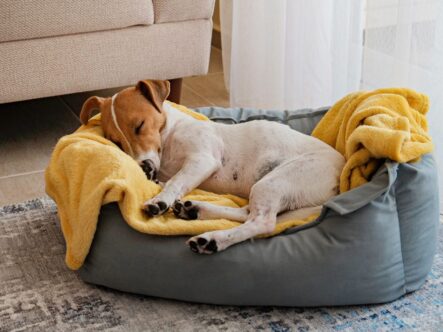 A dog sleeps in a pet bed, keep it deodorized with ClO2.