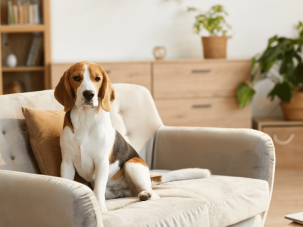Anyone with pets will need to regularly clean and deodorize their furniture
