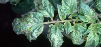 viral infection on a garden plant