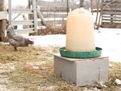 a poultry waterer sits in a chicken yard