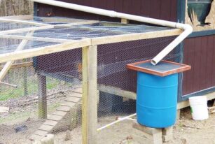 A homesteader collects rainwater and returns it for poultry drinking water