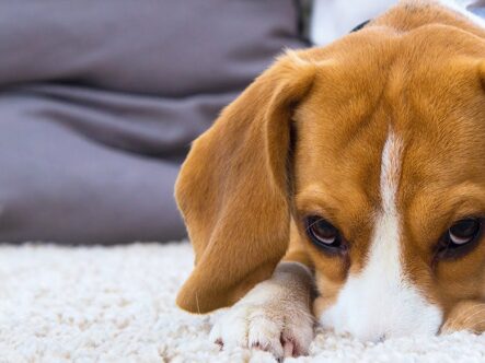 A puppy buries his nose in a carpet