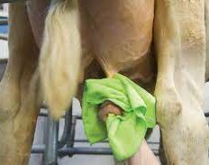 wiping down udders before and after milking is good for dairy health