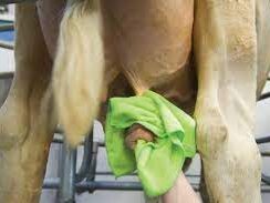 wiping down udders before and after milking is good for dairy health