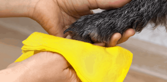 cleaning, deodorizing and sanitizing pet paw and fur takes a clo2