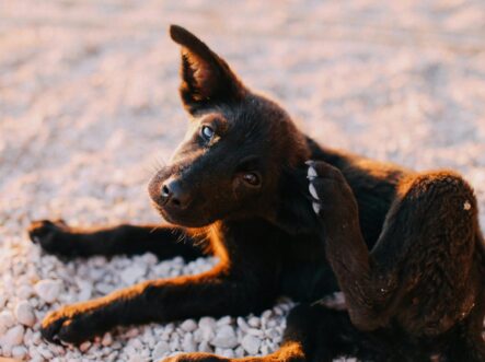 Yeast infections in dogs ears can be helped with CLO2