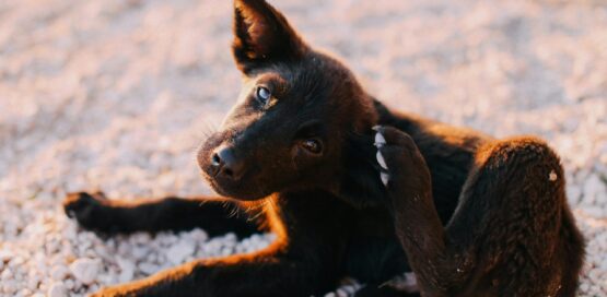 {{brizy_dc_image_alt entityId=