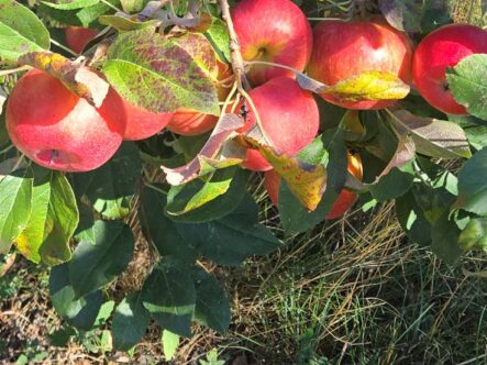 Fresh apples right off the tree are the best tasting but don't forget all produce should be washed first.