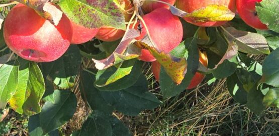 Fresh apples right off the tree are the best tasting but don't forget all produce should be washed first.