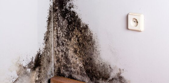 mold in the corner of the wall.