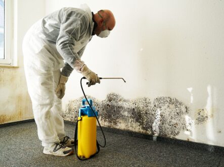 a mold remediation expert spraying clo2 solution on mold to kill mold.
