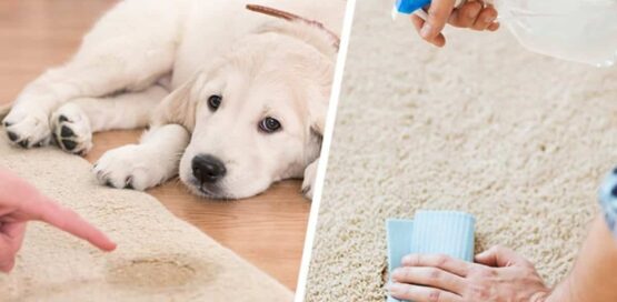 two parts of picture, on the left side, a urine stain on carpet and a dog sitting sad and a hand pointing finger to the urine stain and on the right side, a close shot of hands with a cloth and spraying on urine stain.