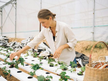 Every farmer knows — a contaminated seed leads to a compromised harvest. By treating seeds with a ClO₂ solution, growers can eliminate bacterial and fungal pathogens before they ever hit the soil.