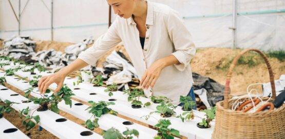 Every farmer knows — a contaminated seed leads to a compromised harvest. By treating seeds with a ClO₂ solution, growers can eliminate bacterial and fungal pathogens before they ever hit the soil.