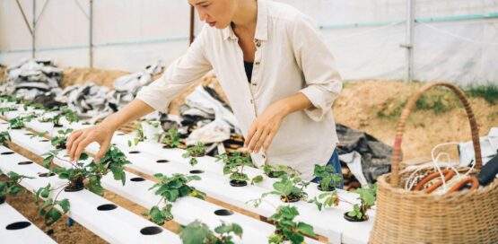 Every farmer knows — a contaminated seed leads to a compromised harvest. By treating seeds with a ClO₂ solution, growers can eliminate bacterial and fungal pathogens before they ever hit the soil.