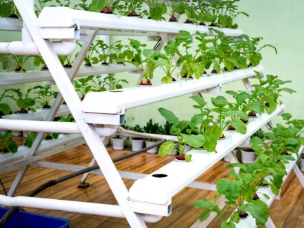 Hydroponics has transformed modern agriculture. By growing plants in nutrient-rich water rather than soil, growers achieve faster growth, higher yields, and precise control over plant nutrition. 