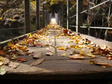 Autumn is a beautiful time of year but it also brings mold as everything starts to decay from the rain.
