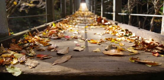 Autumn is a beautiful time of year but it also brings mold as everything starts to decay from the rain.