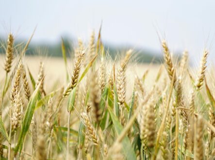 wheat fields